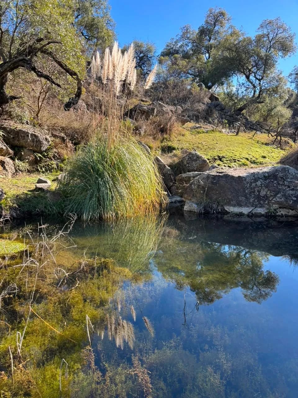 Arroyito de la finca